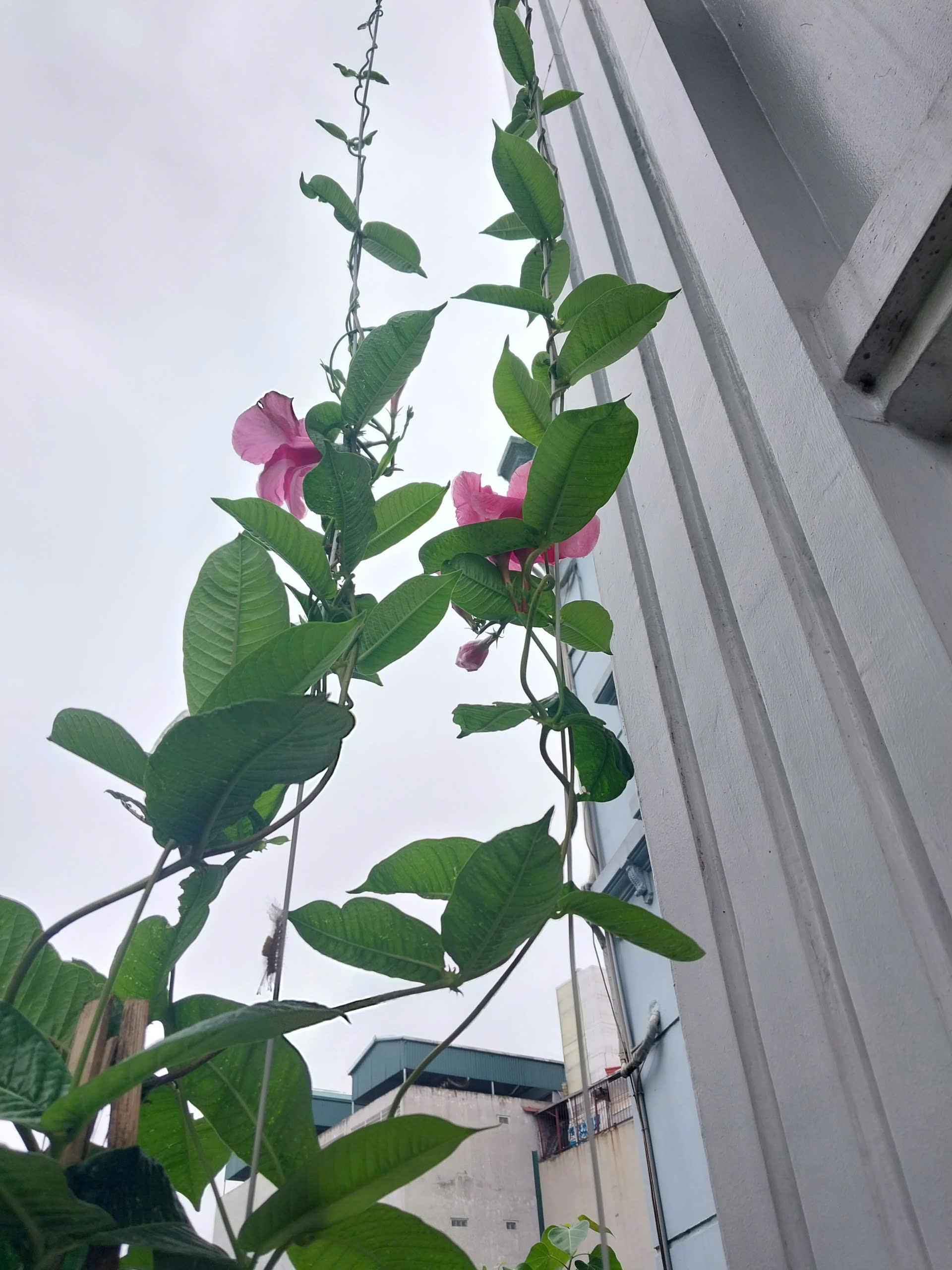 Bán phân lô BÙI HUY BÍCH - QUẬN ỦY HOÀNG MAI - 60M 5 tầng Vỉa kè , KD, ô tô tránh chỉ hơn 15 tỷ